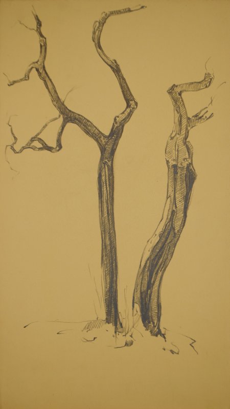 1928 ca. - Alberi a Sorrento